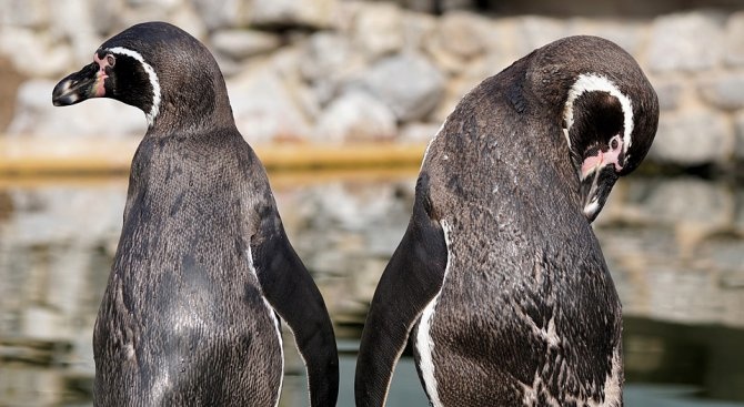 Двойка сини пингвини два пъти нападат суши бар 