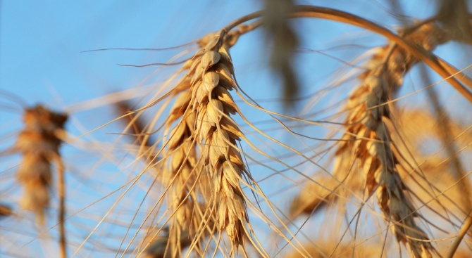 Средният добив от пшеницата в Добричка област надхвърли миналогодишния