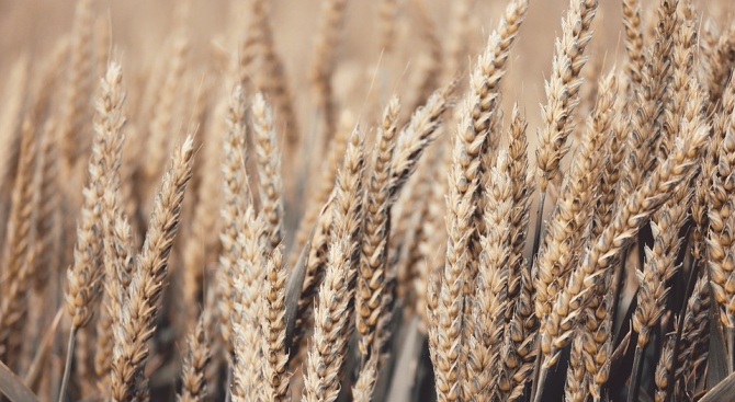 В Разградска област прибирането на пшеницата е към края си