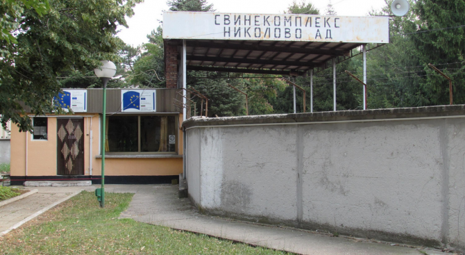 Експерт: Чумата по свинете в България е катастрофа