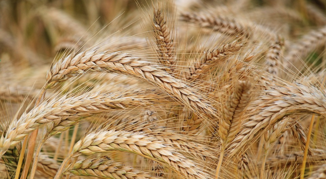 Зърнопроизводителите в Монтана отчитат добри добиви от пшеницата и ечемика