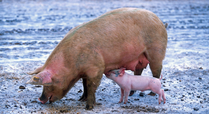 В Русенска област се удължава бедственото положение заради чумата по свинете