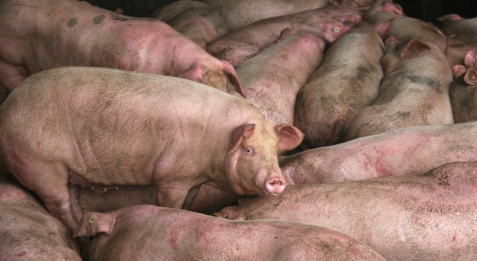 Чумата в Русенско удари трета индустриална ферма с десетки хиляди свине 