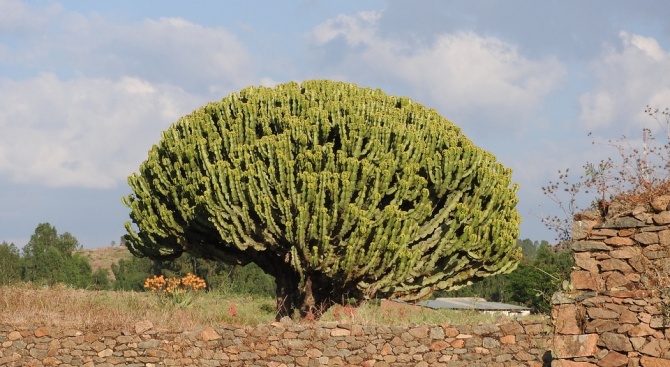 Етиопия постави рекорд за най-много засадени дървета за един ден 