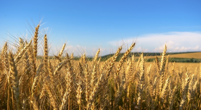 Каква е настоящата  2019 г. за зърнопроизводството у нас?