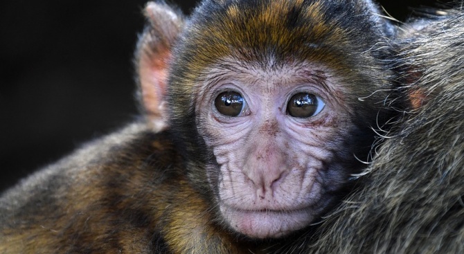Испански учени създадоха ембрион-"химера" на маймуна с човешки клетки