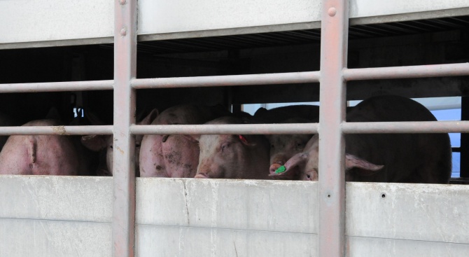 Пазарджишки кметове отказват да допуснат умъртвяване на домашните прасета 
