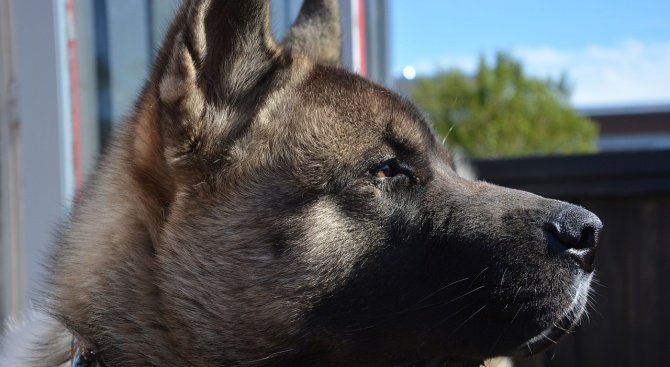 Куче от породата Акита ину нападна майка в Испания, едно от децата ѝ го закла