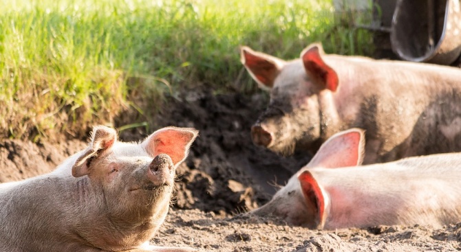 Протестите на собственици на свине продължават 