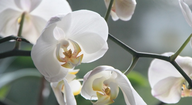 Намериха нов вид орхидея
