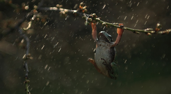 Биолози откриха 11 нови вида дъждовни жаби в Андите