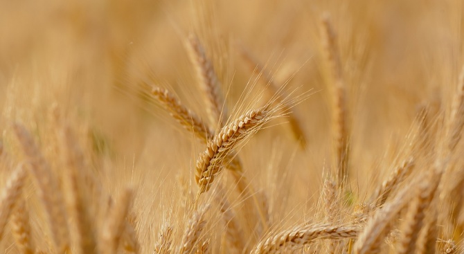 Зърнопроизводителите в Добричкия регион очакват търсенето на хлебна пшеница да расте
