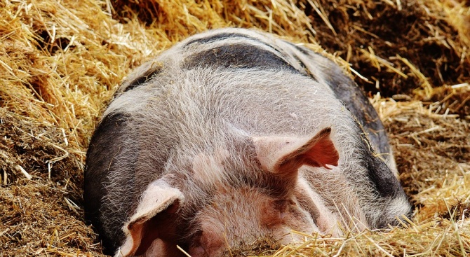 Инспектори ще търсят неумъртвени прасета в стопанства тип "заден двор" в Плевенско
