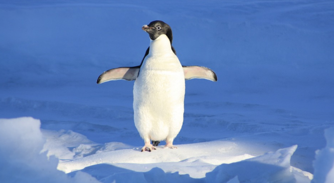 Останки от пингвин с човешки размери бяха открити в Нова Зеландия