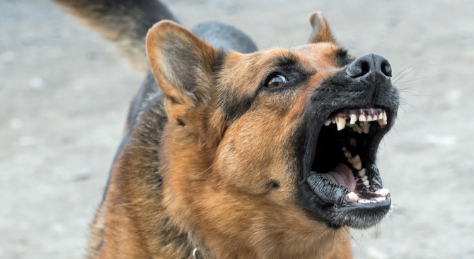 Прокуратурата подхвана инцидента с нахапано от куче дете в Дупница