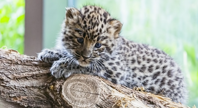 Бебета леопарди от критично застрашен вид дебютираха пред публика в зоопарк в САЩ 