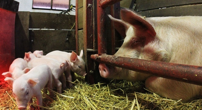 Регистрираха нов случай на африканска чума по свинете 