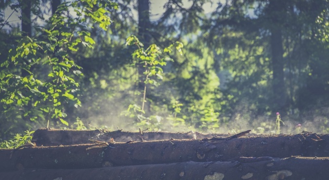 Блокиран е дърводобивът в Чепеларе заради огнище на чума