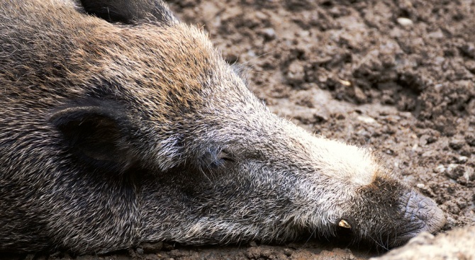 Откриха мъртва дива свиня във Варненско, чакат резултати от пробите за африканска чума