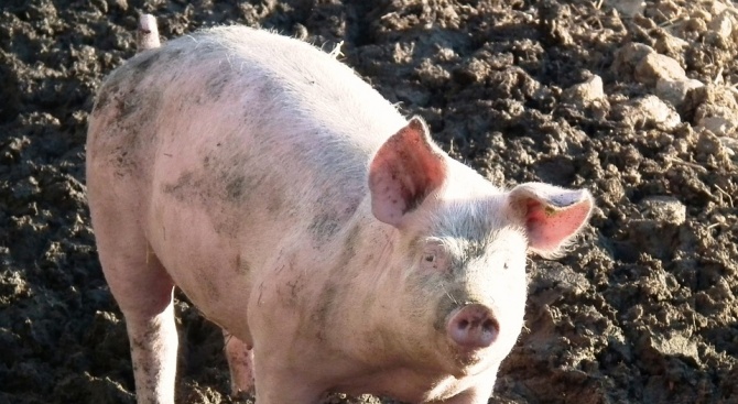 177 прасета все още се отглеждат в Сливенско, собствениците ще бъдат наказани