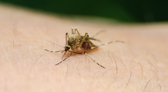 СЗО призова да се инвестират 34 милиарда долара в борбата с маларията