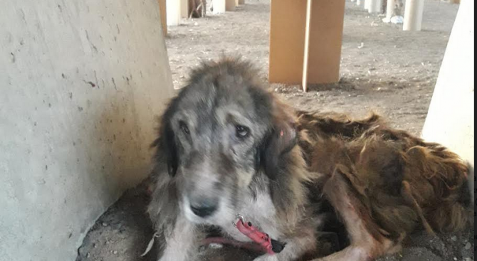 Завързаха куче край метростанция "Ломско шосе" без вода и храна