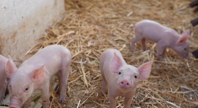 В област Шумен 917 стопанства ще получат еднократна помощ заради чумата по свинете