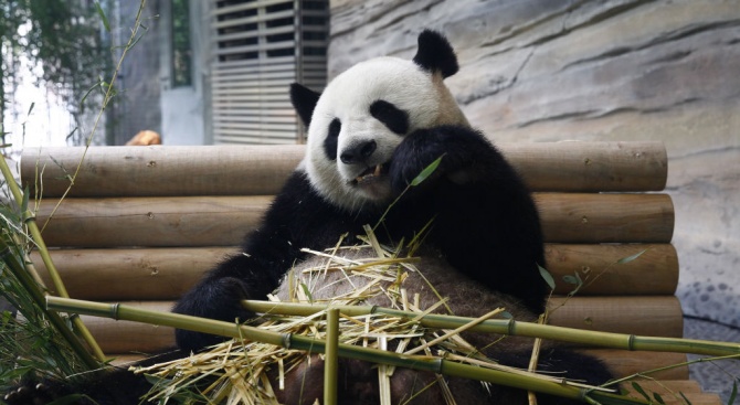 Показаха ултразвуково изображение на бебето на пандата Мън Мън