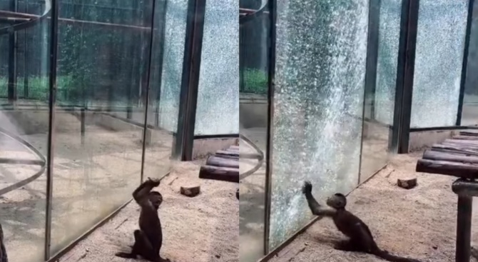 Маймуна в зоопарк заостри камък и счупи стъклото на клетката си