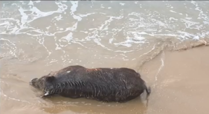 Мъртво диво прасе изплува на плажа в Созопол