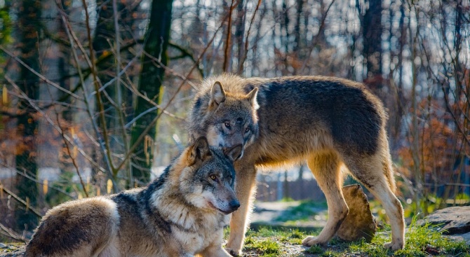 Вълци нападнаха стадата в Свиленградско