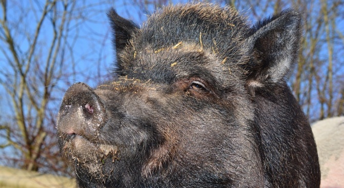 Нов случай на африканска чума при диво прасе е регистриран в Ловешко
