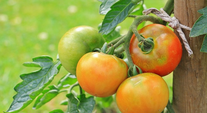 Нагли престъпници откраднаха чушките и доматите на пенсионерка 