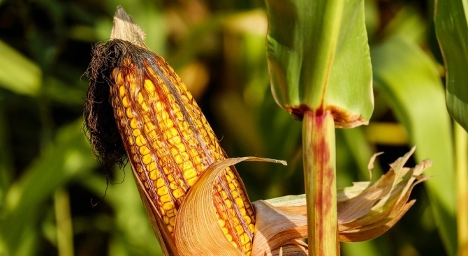 Зърнопроизводителите в Добричко са прибрали близо 80 на сто от царевичната реколта