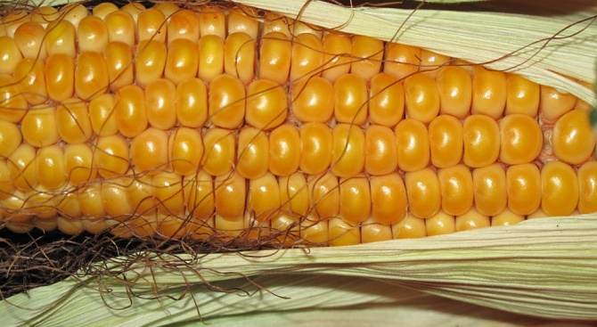 Прибрани са 92.90 на сто от царевицата в Силистренско 