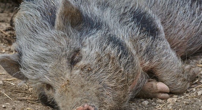 Мъртви диви прасета са открити край Върбица в област Шумен