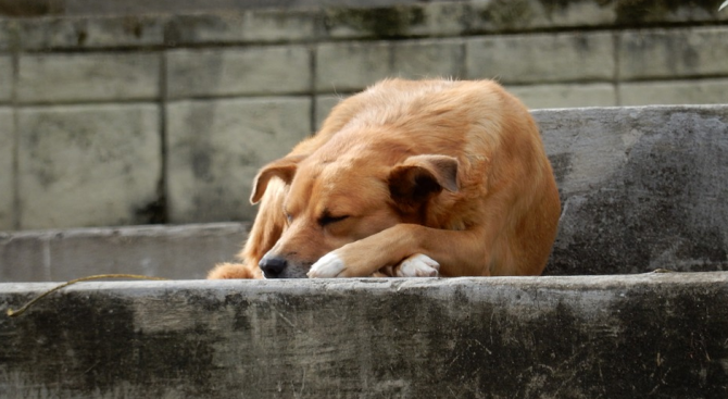 Бездомните кучета в София намалели три пъти 