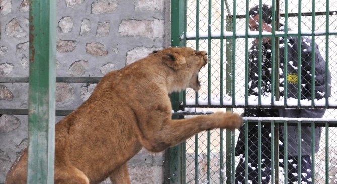 Явор Гечев, „Четири лапи“: Лъвовете у нас живеят в концлагери