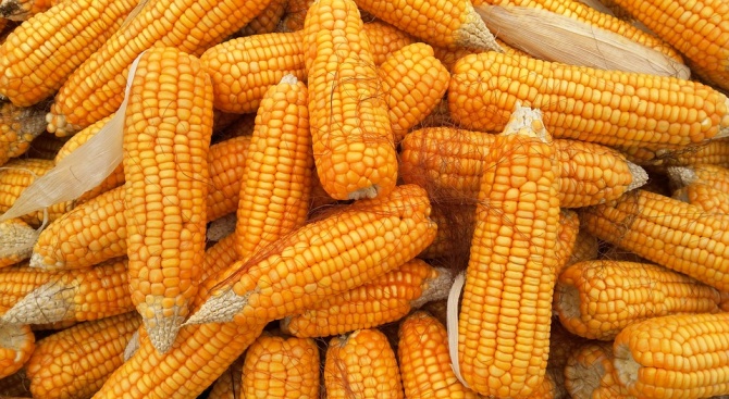 Стопаните от Търговищко са произвели над 78 000 тона царевица