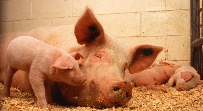 Предвидени са нови мерки за по-висока биосигурност в животновъдните обекти