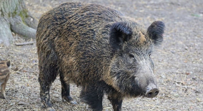 Обявено e ново огнище на АЧС в стадо източнобалканска свиня в община Смядово