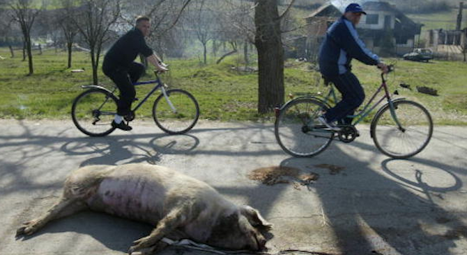 Откраднато домашно прасе бе открито умъртвено в чувал в село Динково 