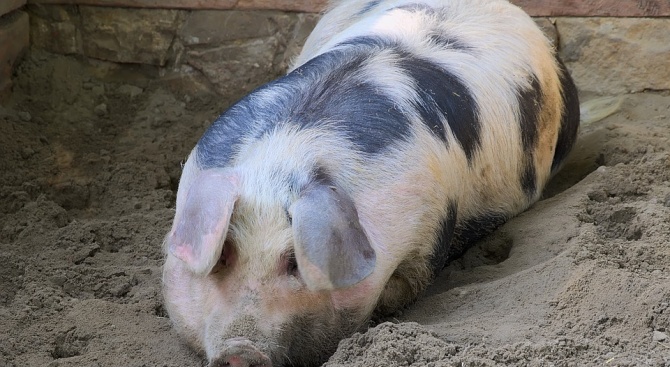 Огнище на чума по свинете е регистрирано в област Смолян
