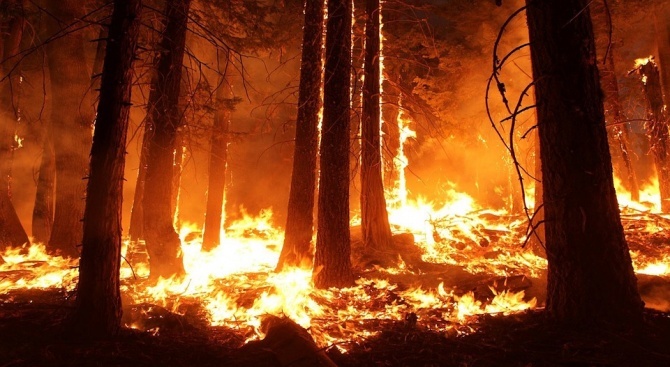  Извънредно положение в Калифорния заради разрастването на горски пожари 
