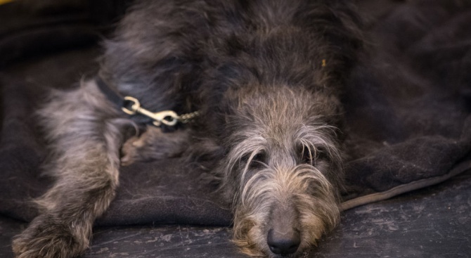 Отровиха домашно куче в монтанско село 