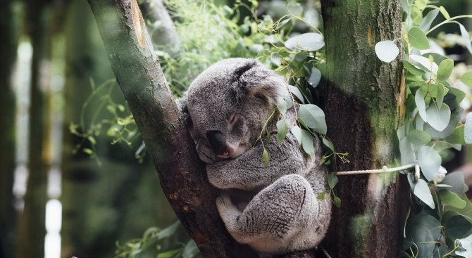 Стотици коали загинаха в горски пожар в Австралия?
