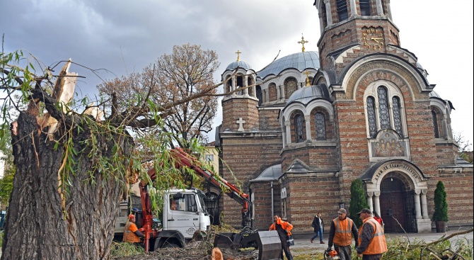  Рухна една от двете върби пред църквата "Свети Седмочисленици" в София
