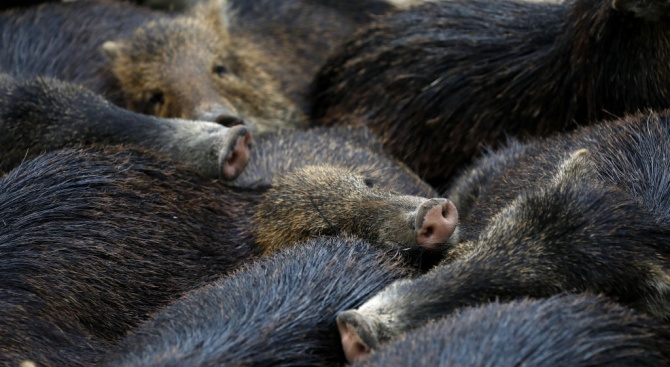 Четвърти случай на АЧС при диво прасе в Ловешка област
