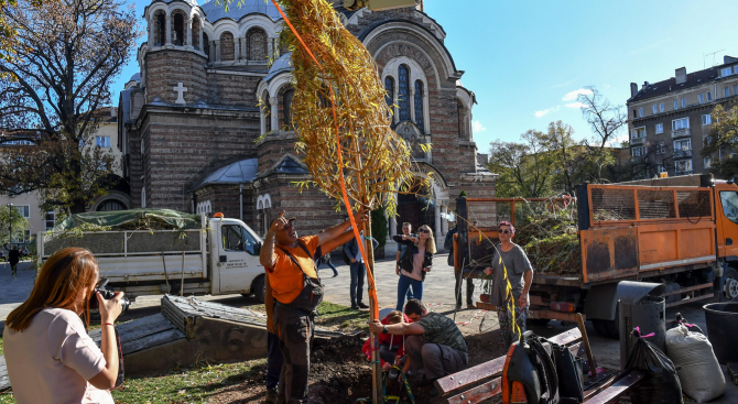 Посадиха нова върба пред църквата "Свети Седмочисленици"