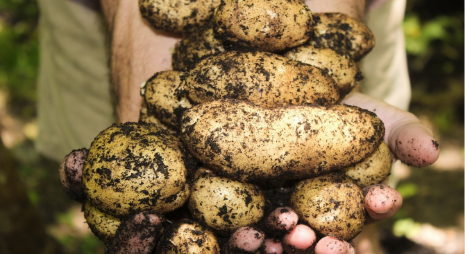 Средният добив от картофи в Пернишка област е 2 267 кг/дка